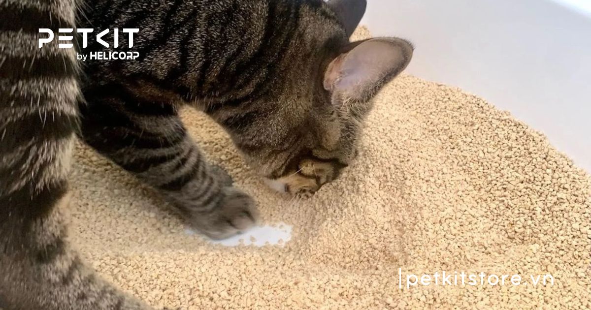 cát vệ sinh cho mèo con