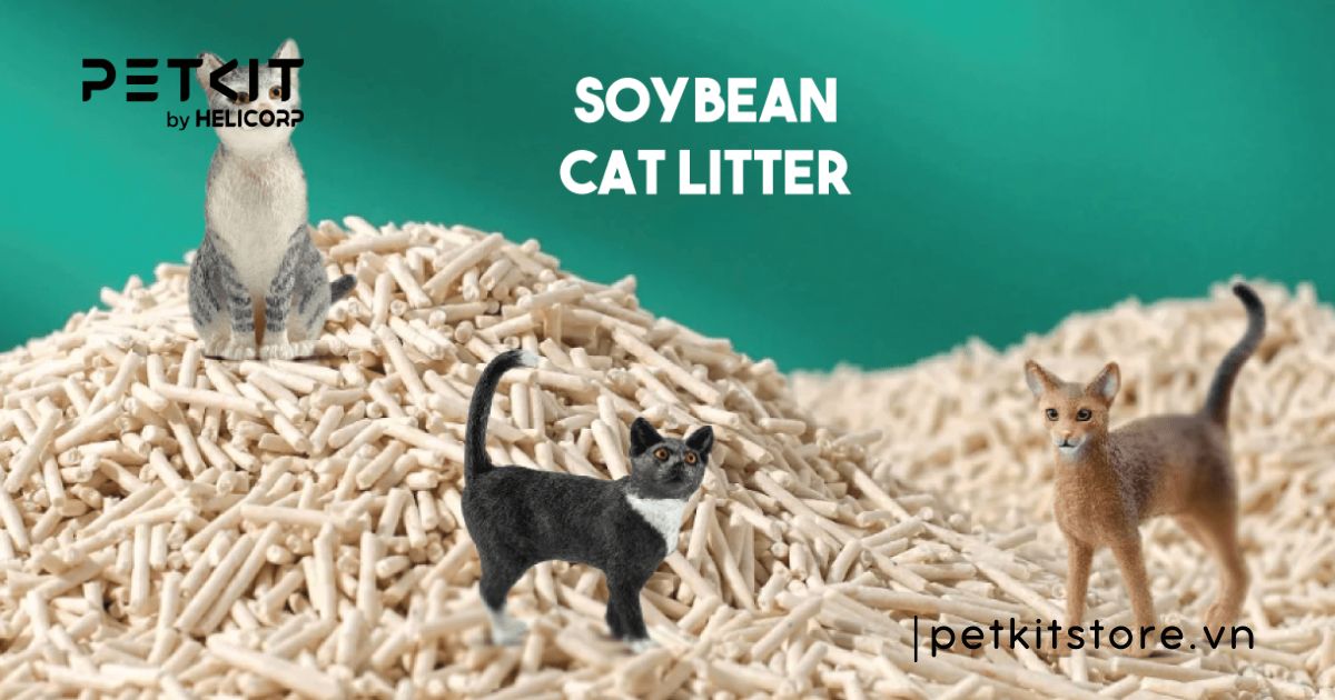 cát vệ sinh cho mèo con