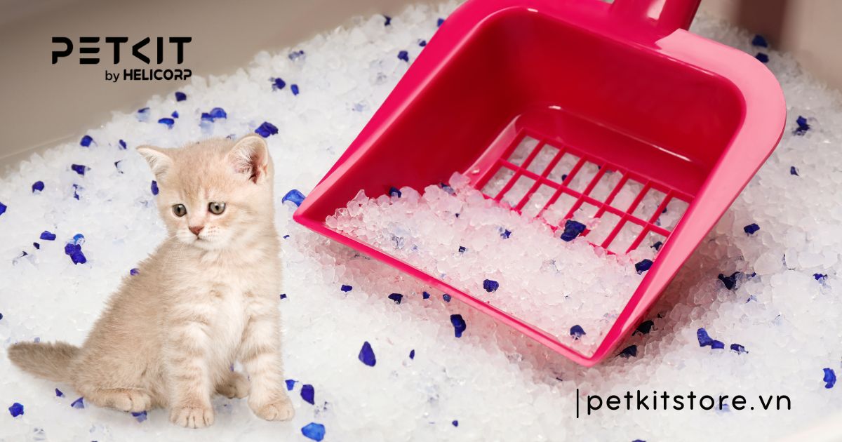 cát vệ sinh cho mèo con
