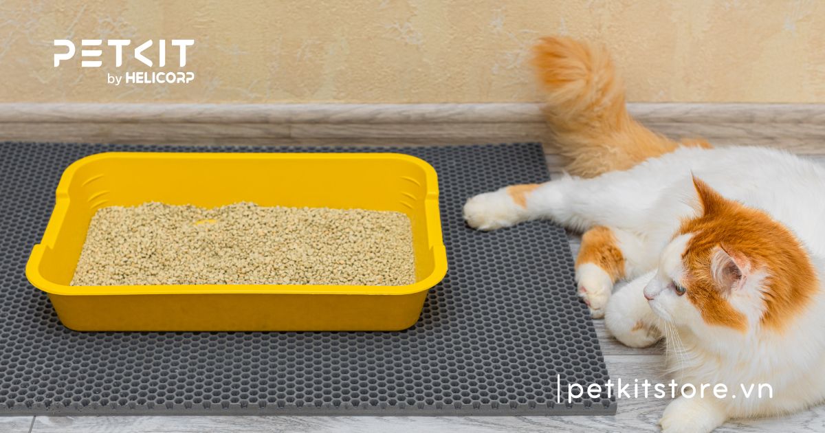 cát vệ sinh cho mèo loại nào tốt