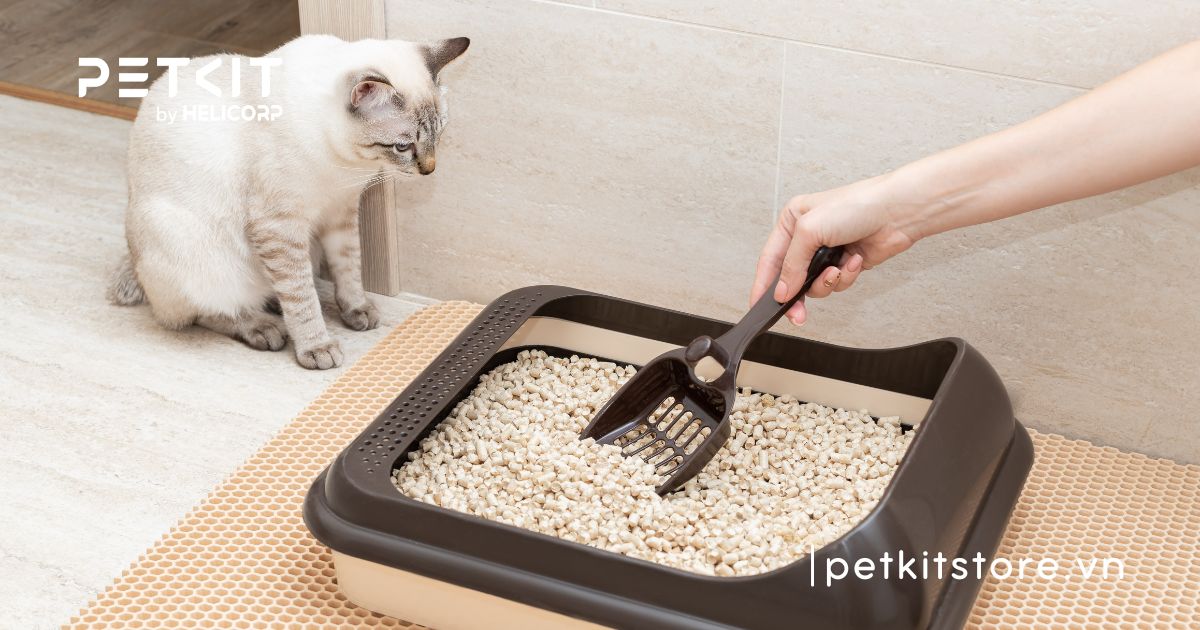 cát vệ sinh cho mèo loại nào tốt