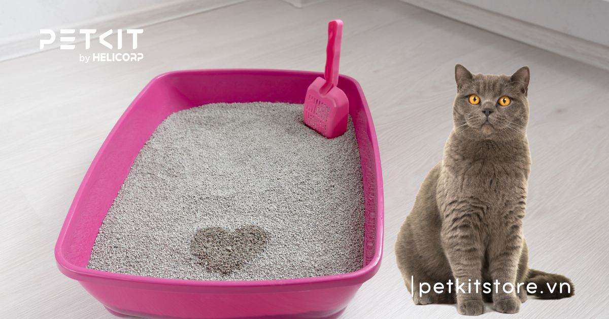 cát vệ sinh cho mèo loại nào tốt