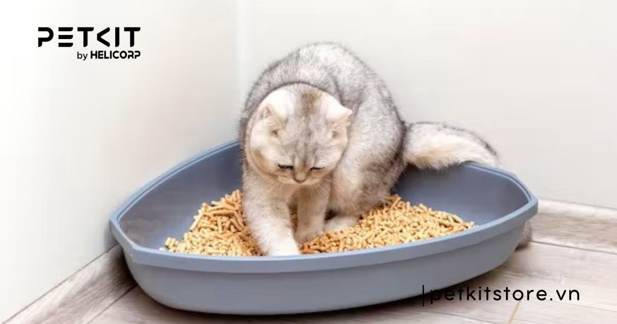 cát vệ sinh cho mèo loại nào tốt