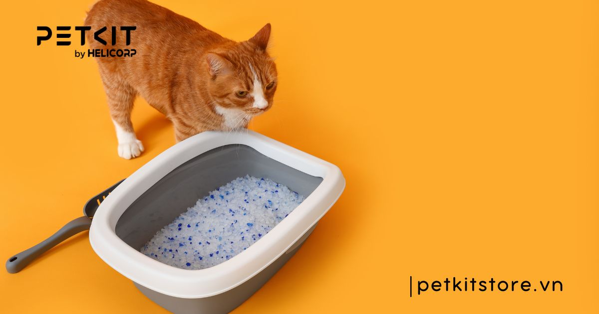 cát vệ sinh cho mèo loại nào tốt