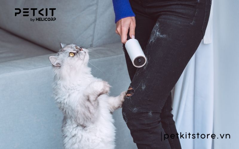 hít lông mèo có sao không