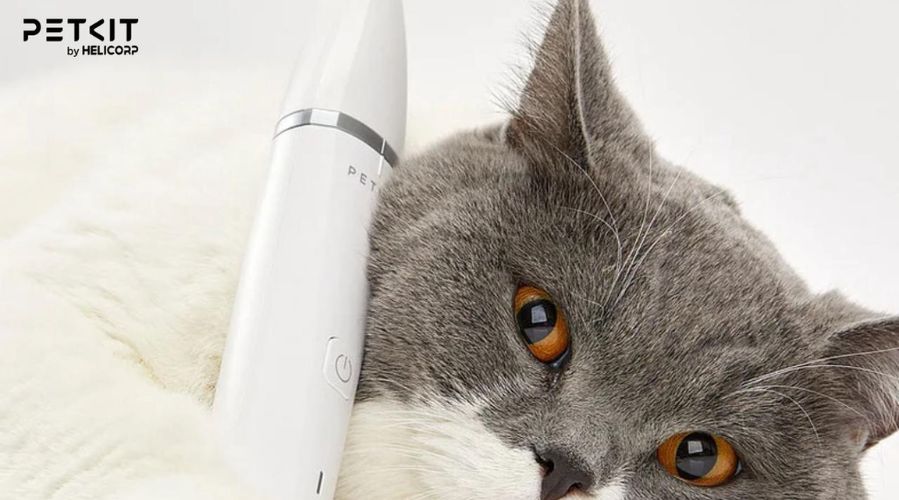 Cắt tỉa lông giúp mèo có vẻ ngoài sạch sẽ và dễ thương hơn