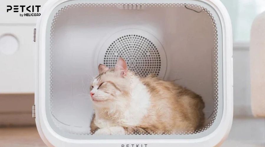 Sấy lông cho mèo giúp lông mèo khô ráo và không bị cảm lạnh