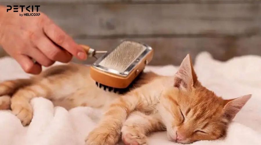 Chú ý đến tình trạng da và lông mèo để có biện pháp chữa trị kịp thời