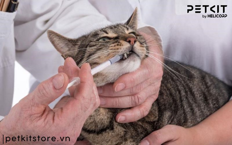 Các giai đoạn bệnh giảm bạch cầu ở mèo