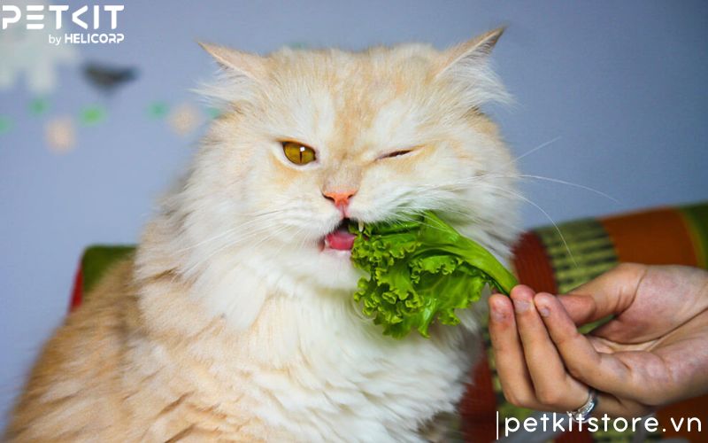 mèo đi vệ sinh mấy lần 1 ngày