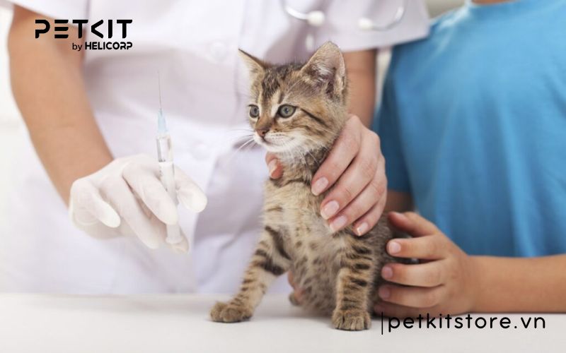 bệnh fip có chữa được không