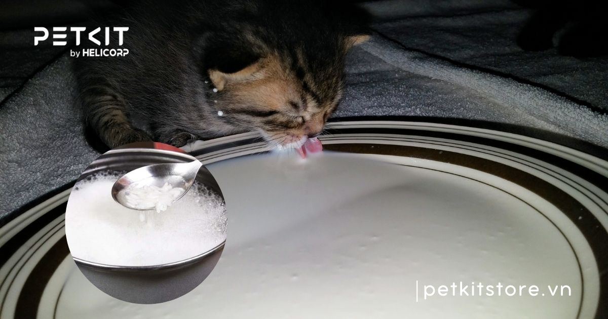 cho mèo con uống nước gạo được không