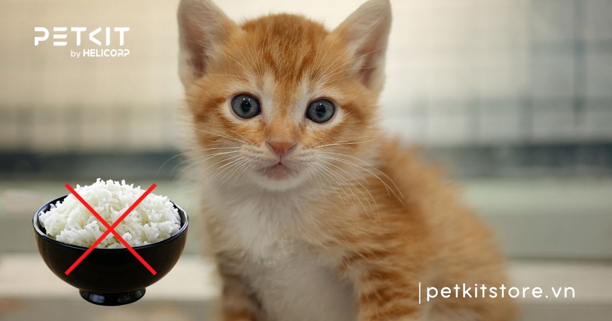 cho mèo con uống nước gạo được không