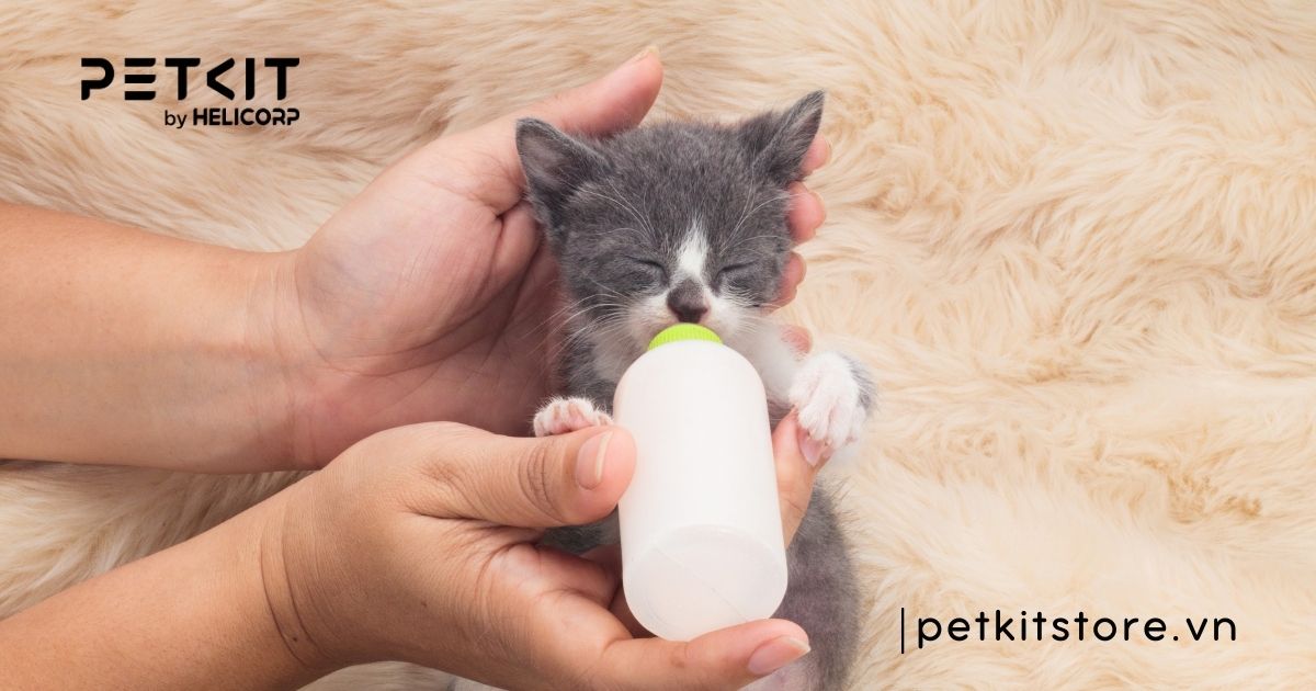 cho mèo con uống nước gạo được không