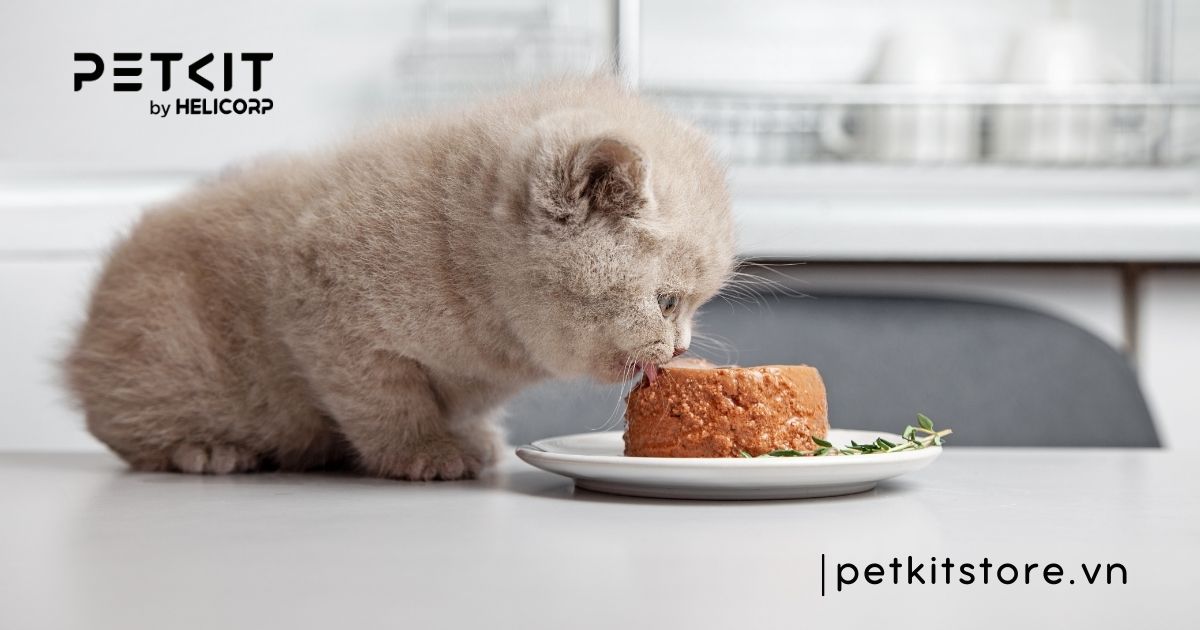 cho mèo con uống nước gạo được không