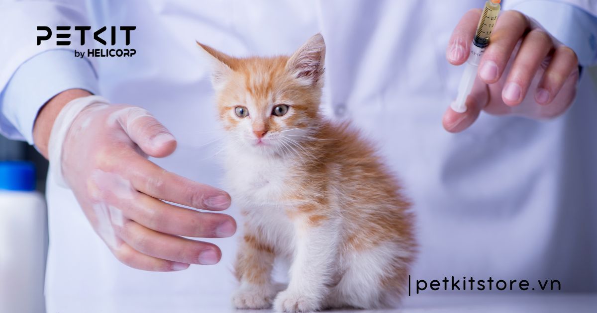 cho mèo con uống nước gạo được không