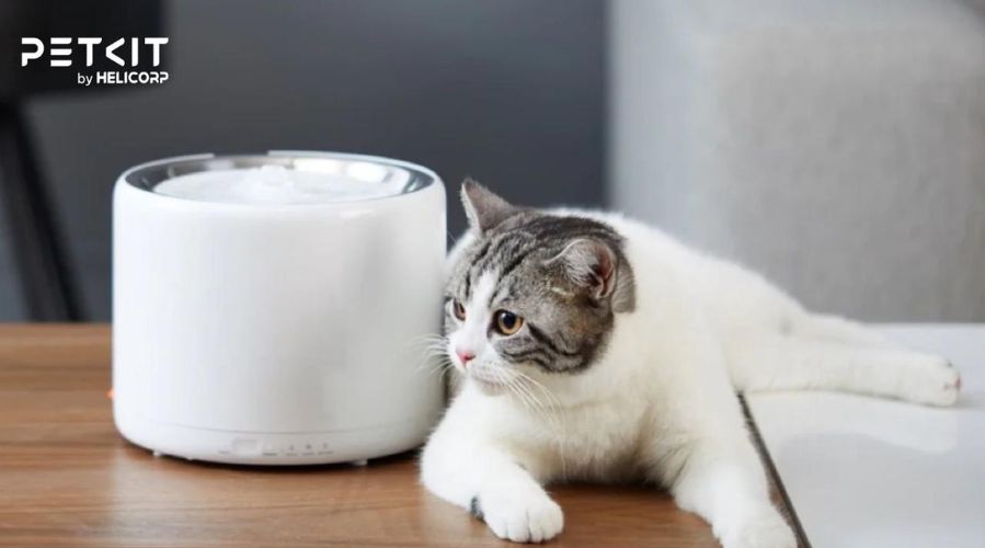 Mèo cần uống đủ nước để duy trì sức khỏe và bộ lông mềm mại