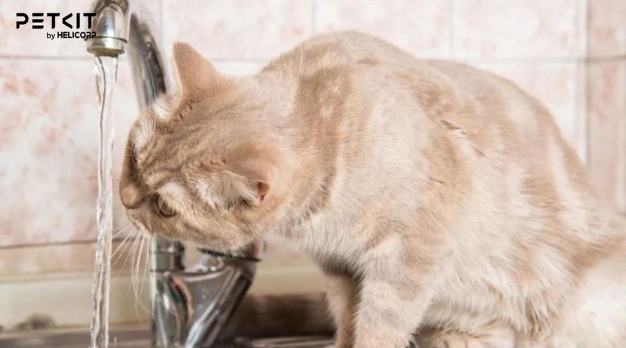 Một số dấu hiệu mèo đang thiếu nước