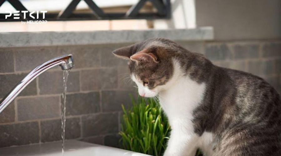 Cung cấp nguồn nước sạch khuyến khích mèo uống nhiều hơn