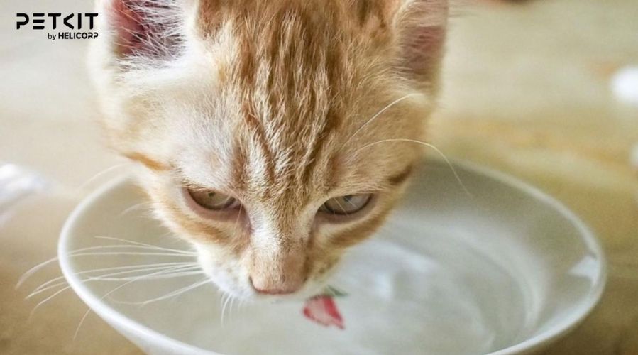 Nguồn nước chuyển động hoặc hình dạng mới lạ tạo sự tò mò cho mèo tới uống nước