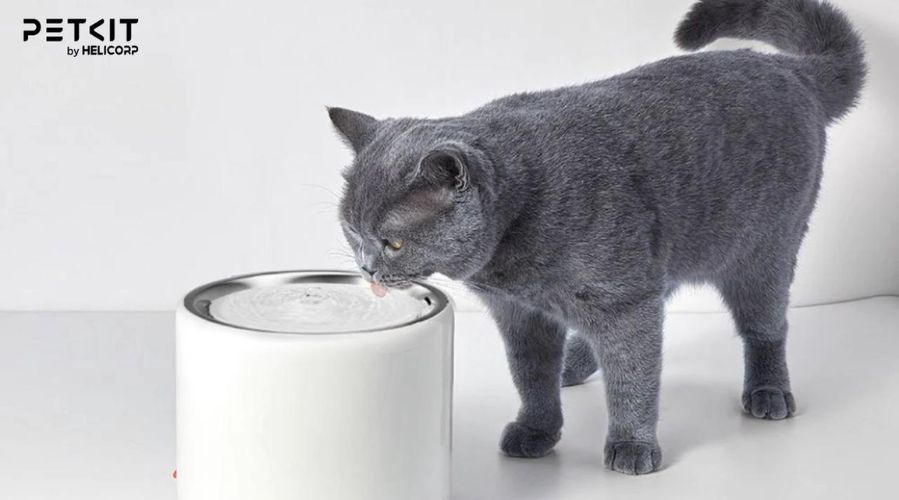 Máy lọc nước kích thích mèo chăm uống nước hơn