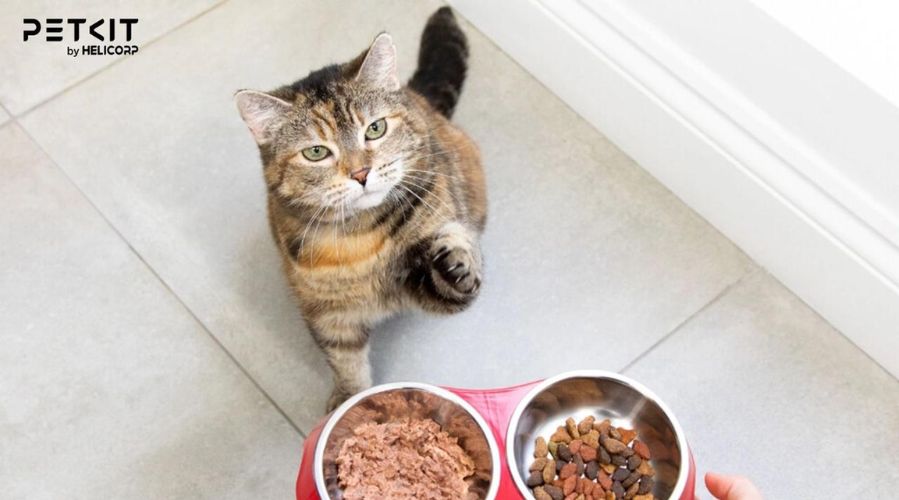 Sử dụng thức ăn ẩm hoặc thêm nước để tạo sự hấp dẫn