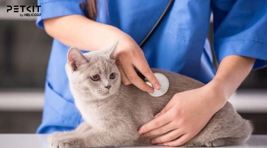 Đem mèo đến bác sĩ thú y khi tình trạng không uống nước kéo dài