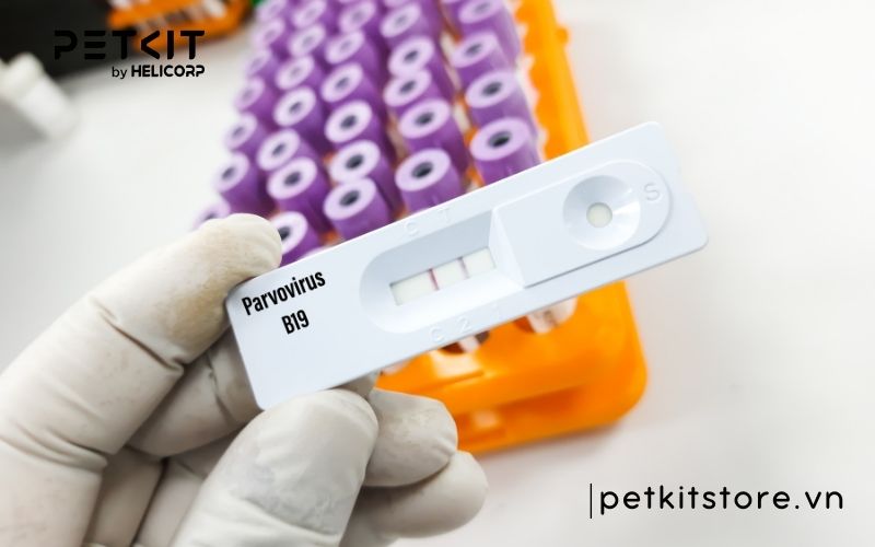 Mèo bị giảm bạch cầu có bị lại không