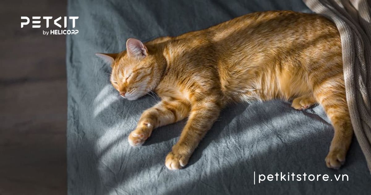 có nên cạo lông cho mèo vào mùa hè