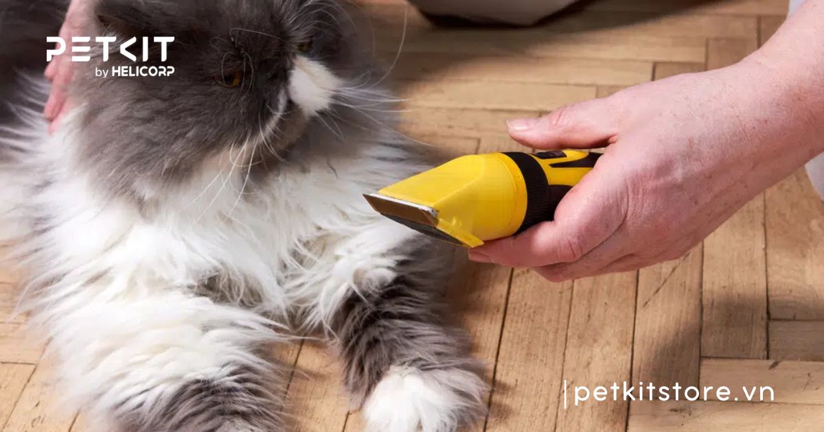 có nên cạo lông cho mèo vào mùa hè