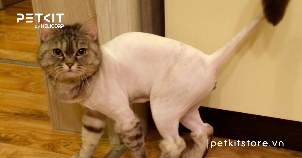 có nên cạo lông cho mèo vào mùa hè