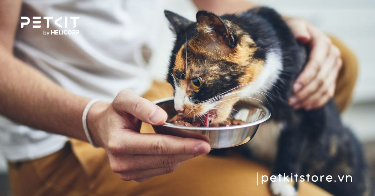 có nên cạo lông cho mèo vào mùa hè