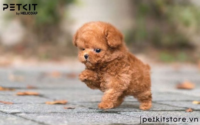 Có nên cạo lông máu cho chó Poodle không