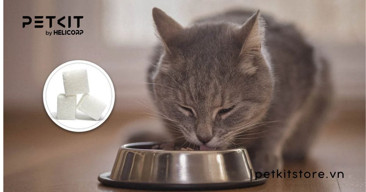 có nên cho mèo uống nước đường