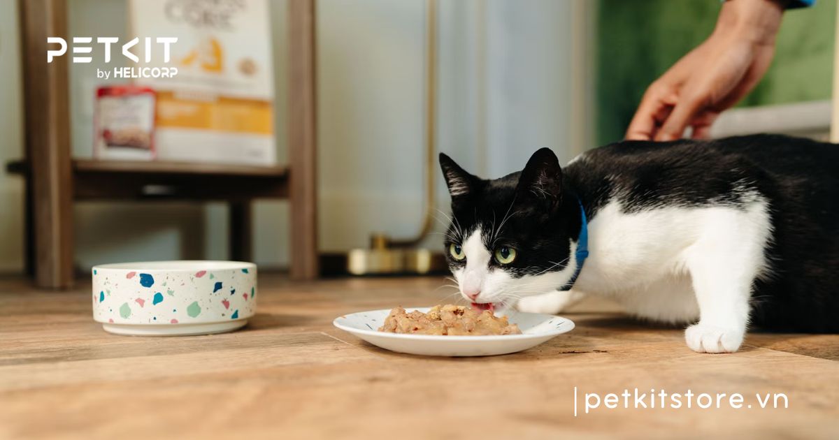 có nên cho mèo uống nước đường