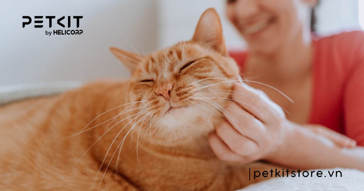 có nên triệt sản mèo đực