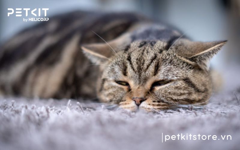 dấu hiệu bệnh giảm bạch cầu ở mèo