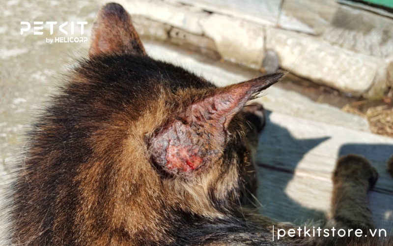 Các bệnh về da ở mèo