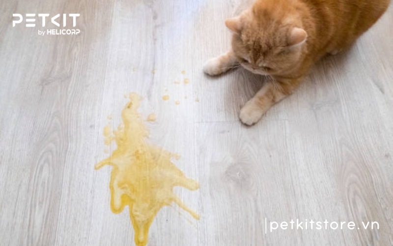 Bệnh giảm bạch cầu ở mèo là gì