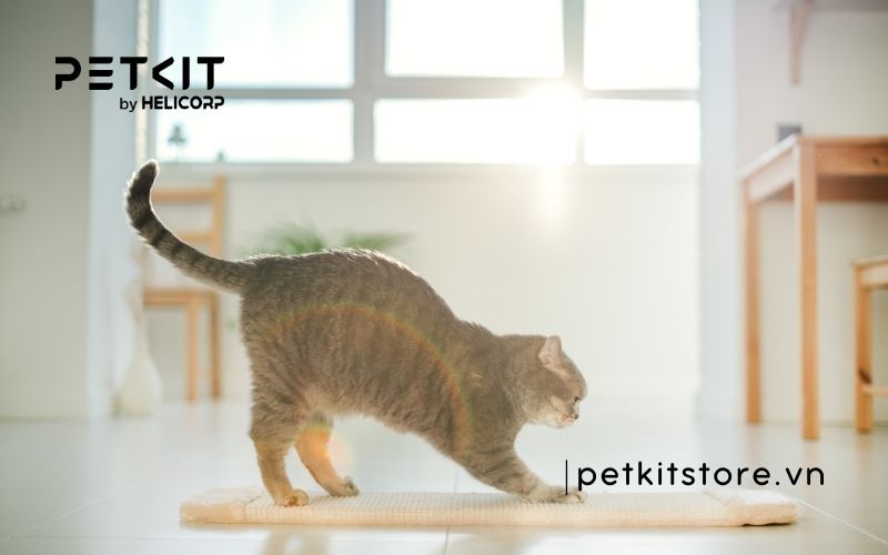 dấu hiệu mèo bị búi lông