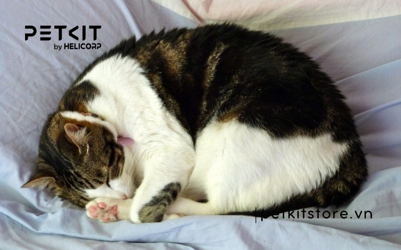 dấu hiệu mèo bị búi lông