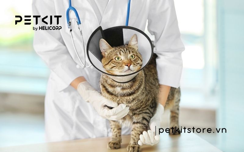 dấu hiệu mèo bị búi lông