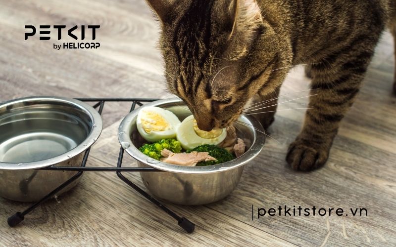 dấu hiệu mèo bị búi lông