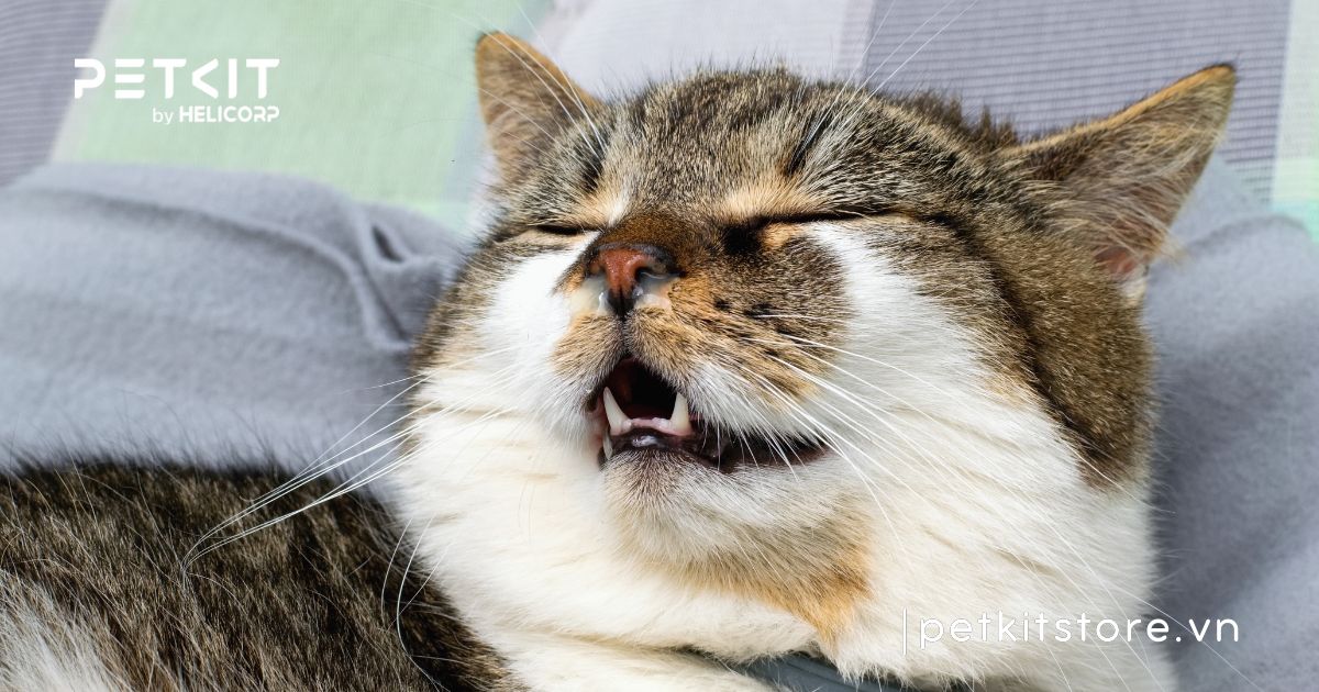 dấu hiệu mèo bị cảm