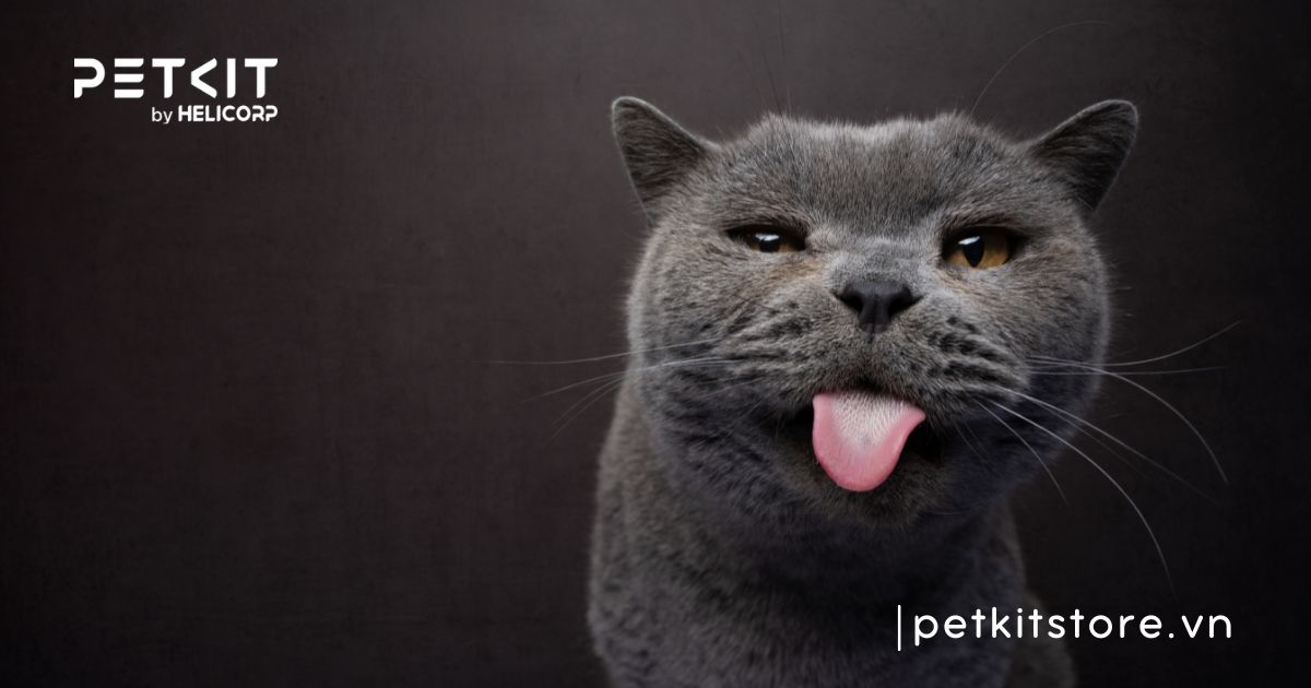 dấu hiệu mèo bị cảm