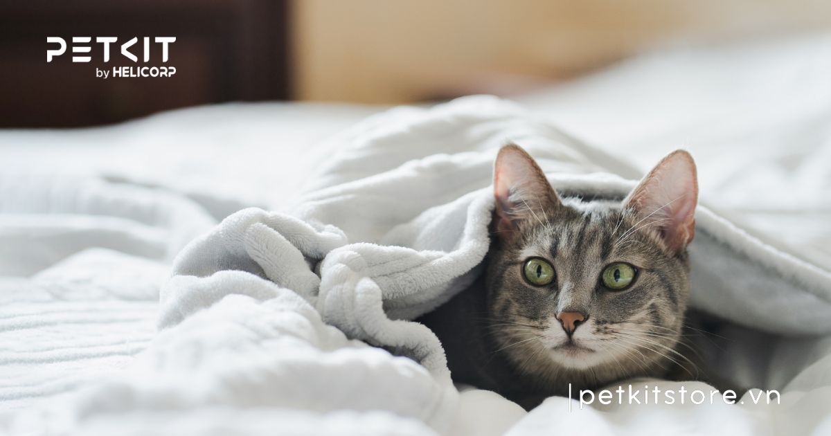 dấu hiệu mèo bị cảm