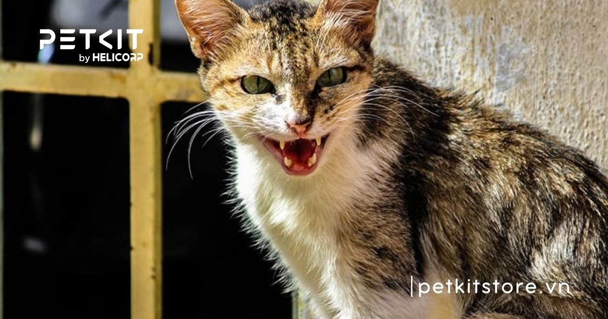 dấu hiệu mèo bị dại