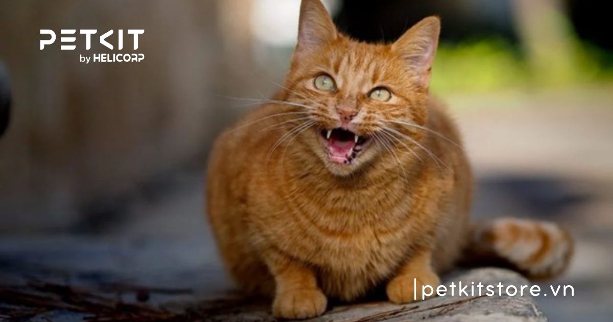 dấu hiệu mèo bị dại