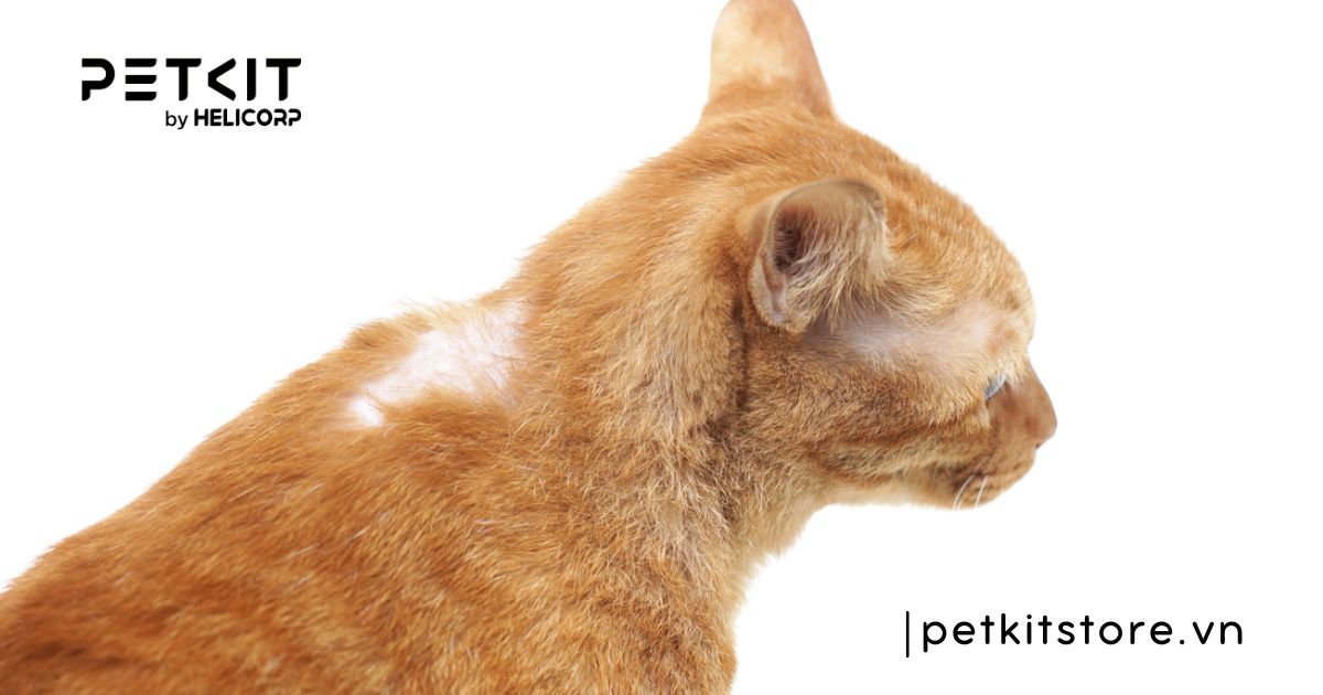 Cách nhận biết dấu hiệu mèo bị ghẻ chính xác nhất