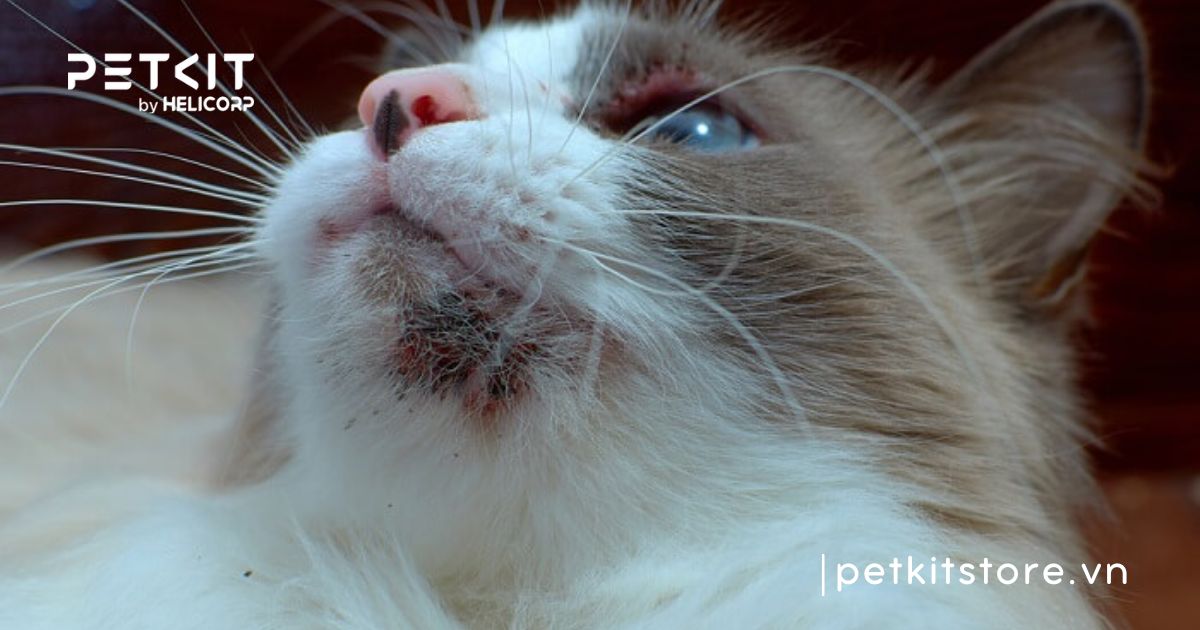 Cách nhận biết dấu hiệu mèo bị ghẻ chính xác nhất